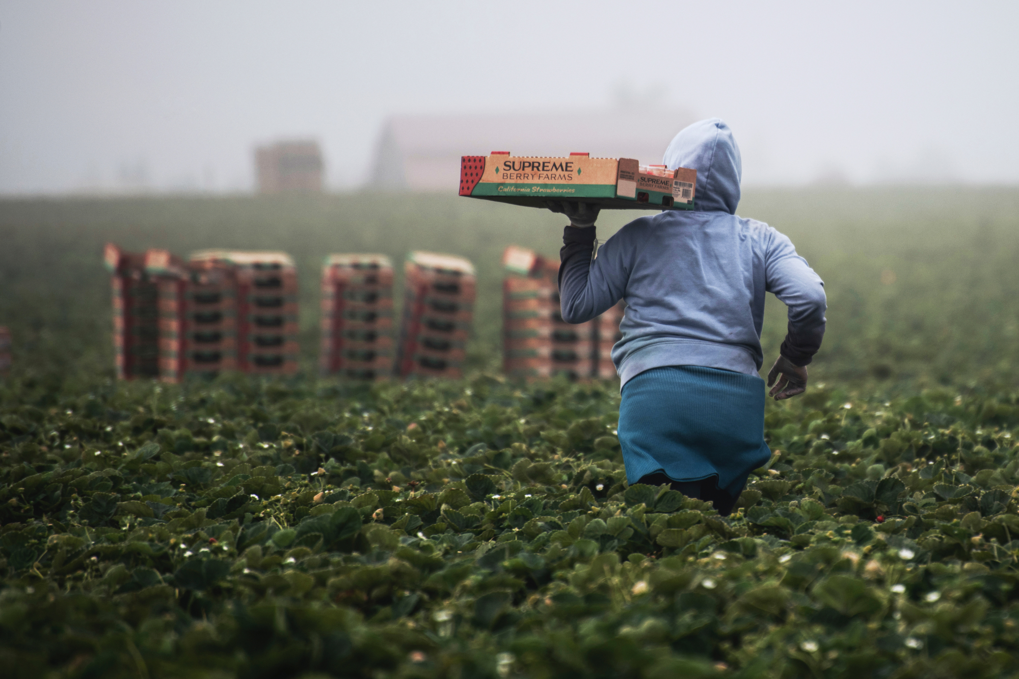 Φράουλες Ισπανία: Οι φάρμες όπου «καλλιεργείται» η σεξουαλική βία και η εκμετάλλευση