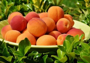 Βερίκοκο: Προβλέψεις για την ευρωπαϊκή παραγωγή 2023 – Οι εκτιμήσεις για την Ελλάδα