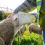 Βόρεια Εύβοια: Ξεκινούν παραδόσεις ζωοτροφών στους πληγέντες κτηνοτρόφους