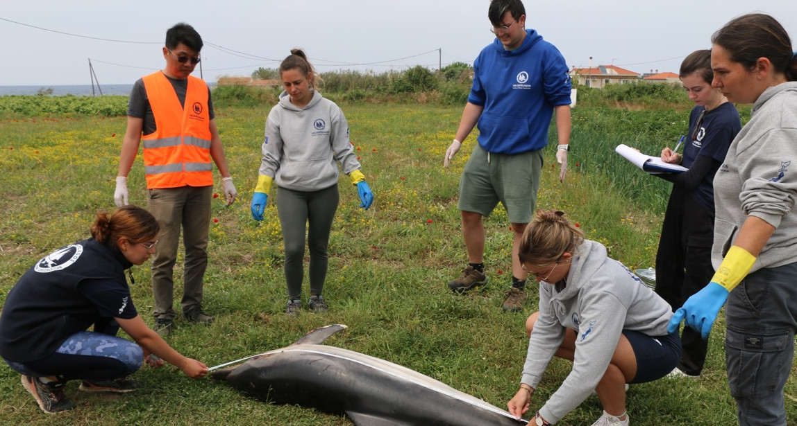 Νεκρό δελφίνι ξεβράστηκε σε παραλία της Σάμου - Η ουρά του ήταν ακρωτηριασμένη