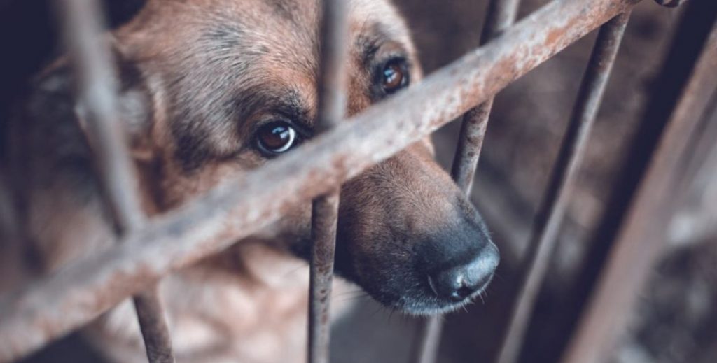 Ποινή φυλάκισης σε άντρα για κακοποίηση τεσσάρων σκυλιών στη Ρόδο