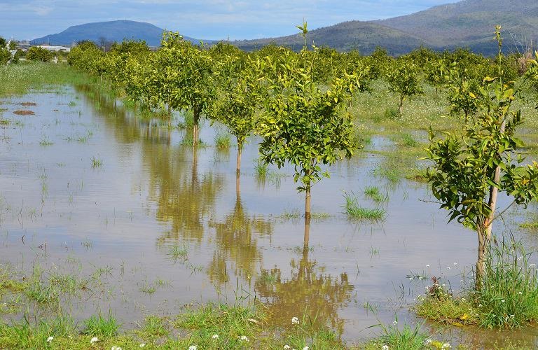 Βέροια: Παράσταση διαμαρτυρίας αγροτών στον ΕΛΓΑ – Τι ζητούν