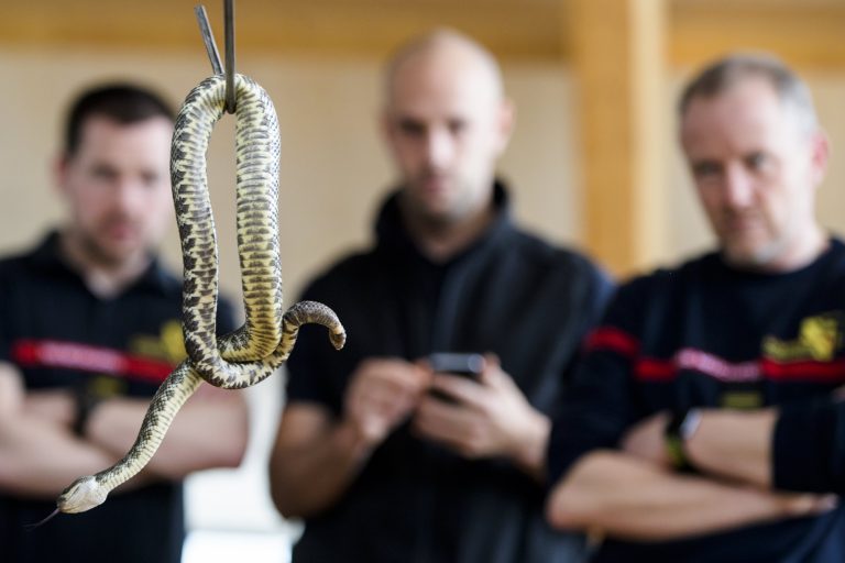 Φίδια: Πέντε περιστατικά απομάκρυνσης στη Θεσσαλονίκη – Γιατί δεν πρέπει να μας ανησυχούν