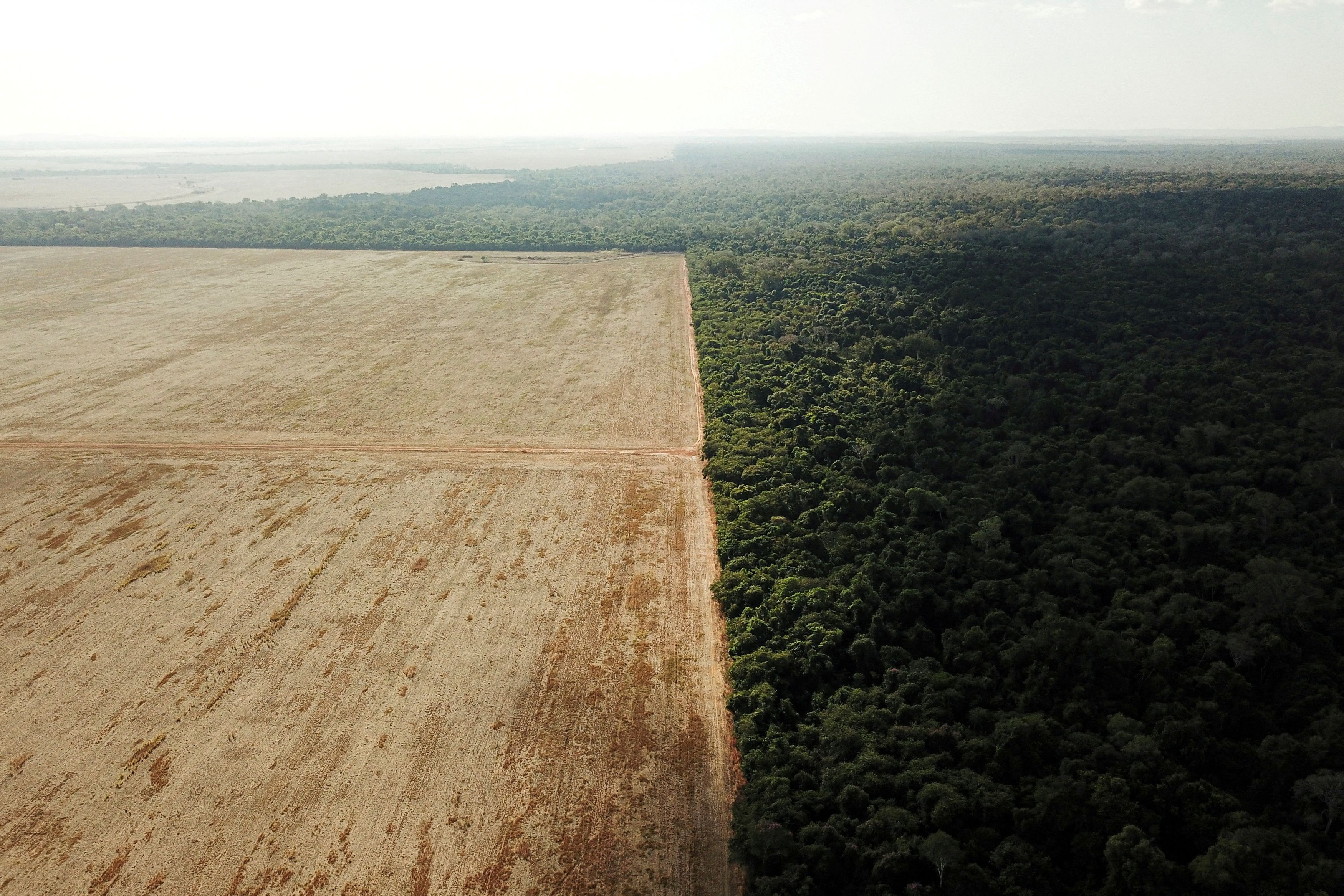Δάση: Η ΕΕ απαγορεύει τα προϊόντα που τροφοδοτούν την αποψίλωση