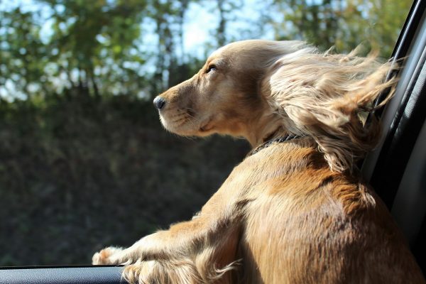Οδηγός προσπάθησε να αλλάξει θέση με τον σκύλο του για να… γλιτώσει την κλήση