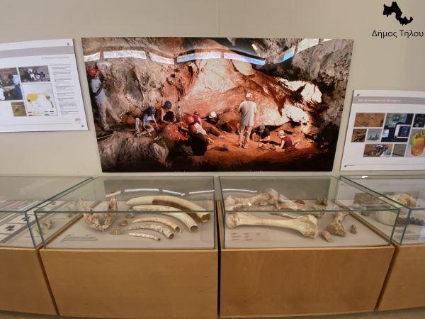 Παλαιοντολογική Έκθεση Νάνων Ελεφάντων στην Τήλο