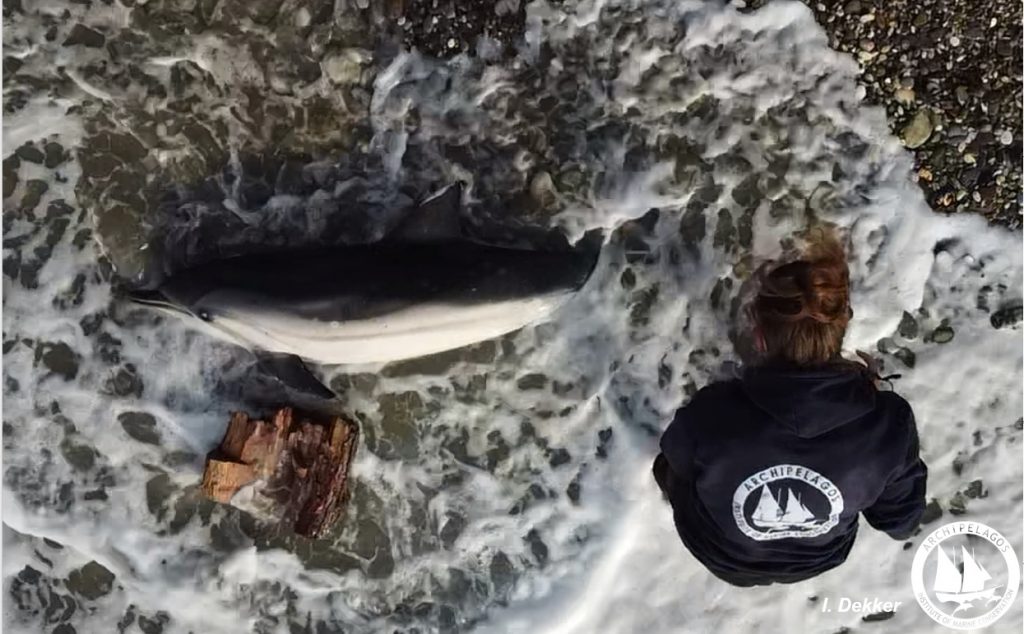 Νεκρά άλλα δύο δελφίνια στο Αιγαίο – «Οι θανατώσεις έγιναν από σκάφη από την Τουρκία»