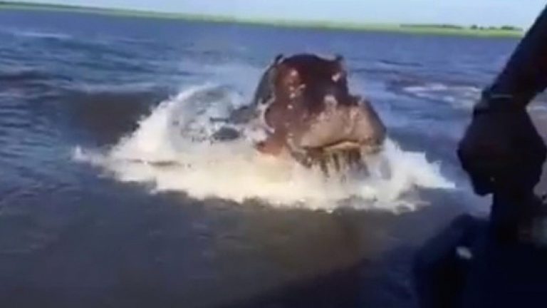 Πλοιάριο συγκρούστηκε με ιπποπόταμο και βυθίστηκε σε ποταμό – Ένα βρέφος νεκρό, 23 αγνοούνται