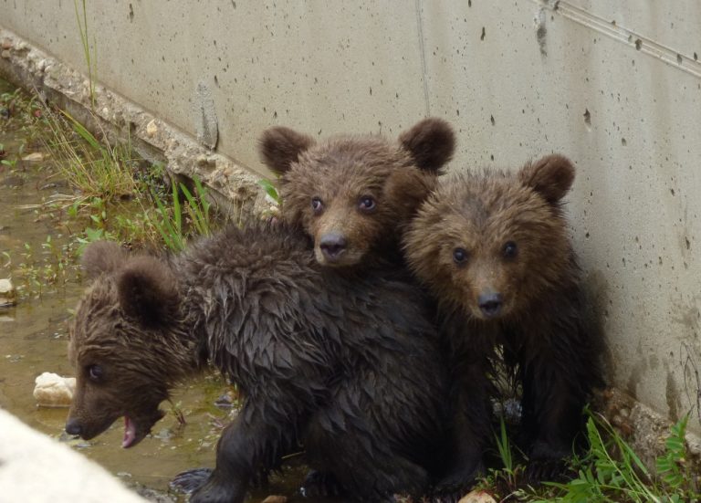 Φλώρινα: Η στιγμή που τρία μικρά αρκουδάκια εγκλωβίζονται σε φράγμα – Η απελπισία της μαμάς αρκούδας