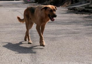 Σκύλος επιτέθηκε σε ανήλικο – Πατέρας προσπάθησε να το προστατεύσει και κατέληξε στο αυτόφωρο