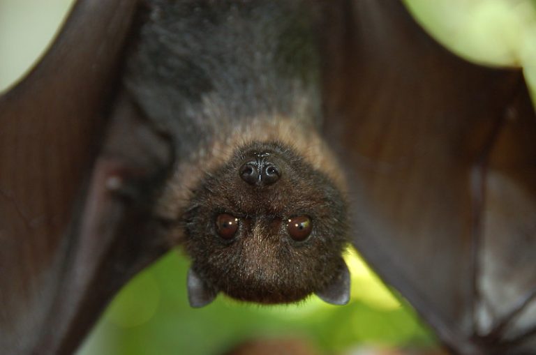 Αντιφλεγμονώδη: Το… πρωτεϊνικό μυστικό των νυχτερίδων που οδηγεί σε νέα φάρμακα