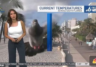 Μετεωρολόγος στις ΗΠΑ τρόμαξε από περιστέρι που έπεσε στην κάμερα – Δείτε βίντεο