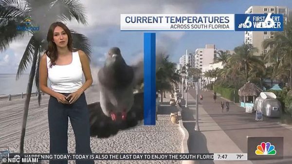 Μετεωρολόγος στις ΗΠΑ τρόμαξε από περιστέρι που έπεσε στην κάμερα – Δείτε βίντεο