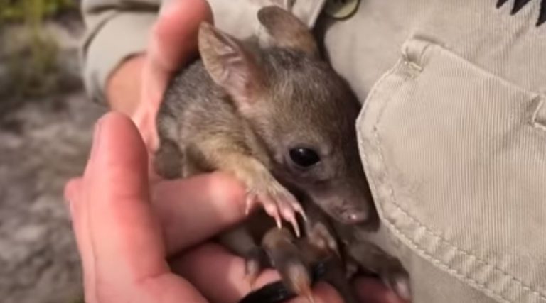 Αυστραλία: Επιστρέφουν μετά από έναν αιώνα τα «μίνι καγκουρό» με μέγεθος κουνελιού