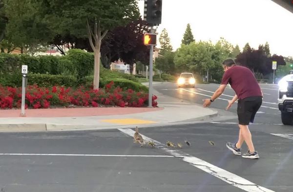 Τραγικό δυστύχημα στις ΗΠΑ: Αυτοκίνητο παρέσυρε πατέρα δύο παιδιών ενώ βοηθούσε πάπιες να περάσουν τον δρόμο