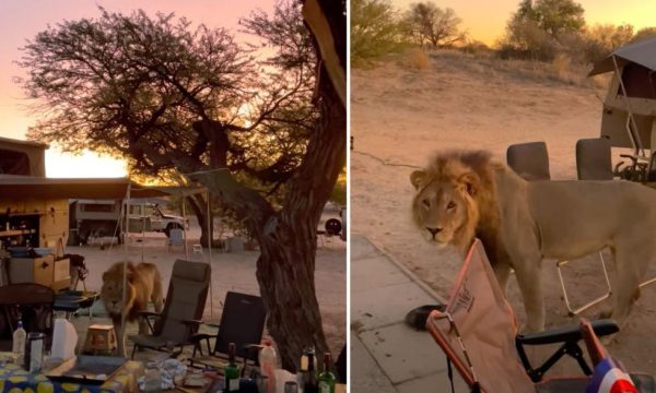 Το κάμπινγκ πήρε απρόσμενη τροπή: Λιοντάρι έκοβε βόλτες ανάμεσα στις σκηνές – «Πάγωσαν» οι κατασκηνωτές