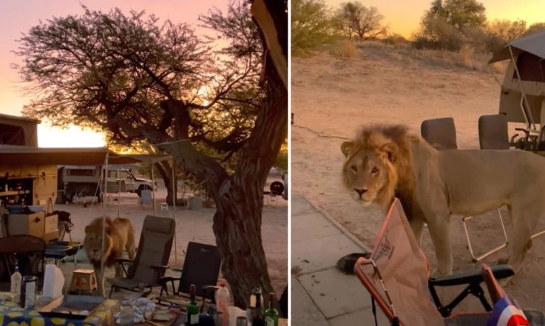 Το κάμπινγκ πήρε απρόσμενη τροπή: Λιοντάρι έκοβε βόλτες ανάμεσα στις σκηνές – «Πάγωσαν» οι κατασκηνωτές