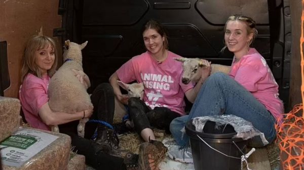 Γιατί ακτιβιστές έκλεψαν αρνιά από το κτήμα του βασιλιά Καρόλου