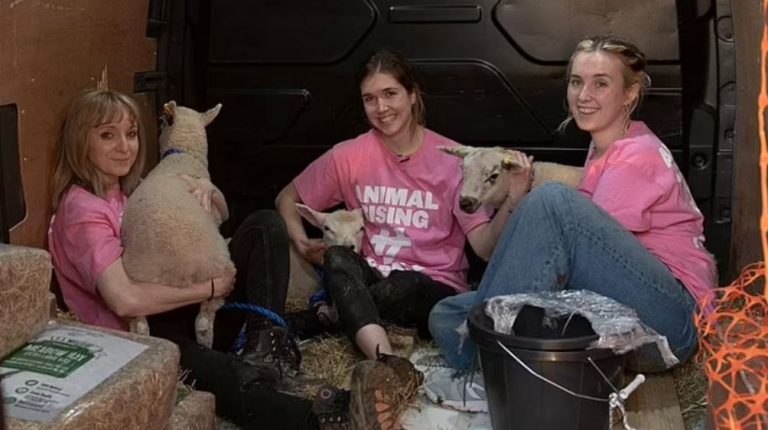 Γιατί ακτιβιστές έκλεψαν αρνιά από το κτήμα του βασιλιά Καρόλου