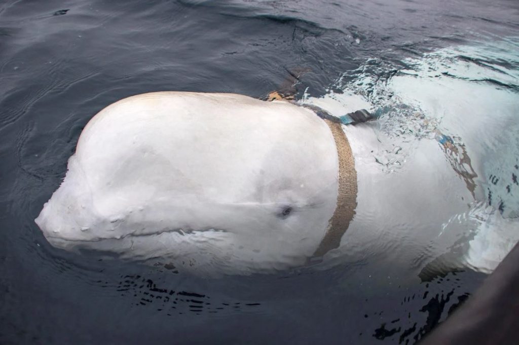 «Μπελούγκα του Πούτιν» – Επανεμφανίστηκε η φάλαινα που θεωρήθηκε κατάσκοπος της Ρωσίας