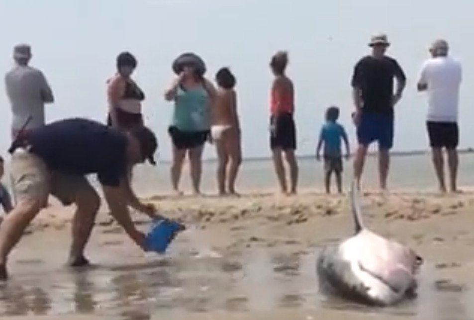 Λευκός καρχαρίας: Είχε βγει σε παραλία των ΗΠΑ κυνηγώντας γλάρο – Τον έσωσαν οι λουόμενοι