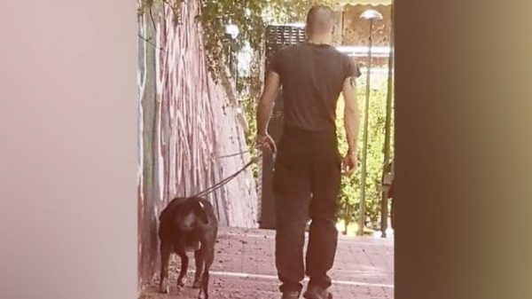 Νέες καταγγελίες για τον ιδιοκτήτη πιτ μπουλ που κατασπαράζει γάτες – «Μόλις τις είδε τσίτωσε τον σκύλο»