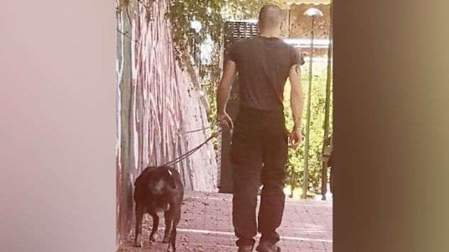 Νέες καταγγελίες για τον ιδιοκτήτη πιτ μπουλ που κατασπαράζει γάτες – «Μόλις τις είδε τσίτωσε τον σκύλο»