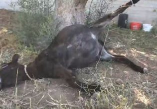 Σάλος από την κακοποίηση γαϊδουριού στο Κορωπί: «Το ζώο έχει πεθάνει βασανιστικά» – Σκληρές εικόνες