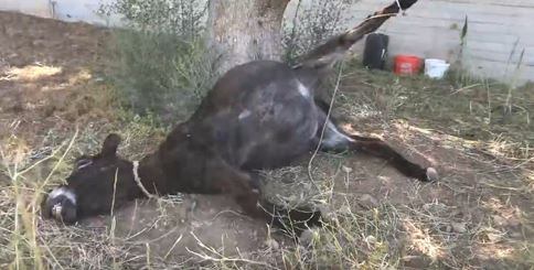 Σάλος από την κακοποίηση γαϊδουριού στο Κορωπί: «Το ζώο έχει πεθάνει βασανιστικά» - Σκληρές εικόνες