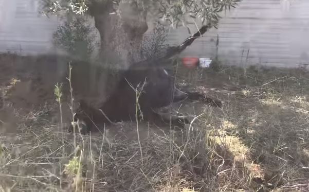 Κακοποίηση γαϊδουριού στο Κορωπί: Πρόστιμο 30.000 ευρώ στον ιδιοκτήτη – «Ο θάνατός του επήλθε βιαίως»