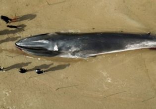 Βρετανία: Τουριστική ατραξιόν το κουφάρι μιας φάλαινας 30 κιλών σε παραλία της Βρετανίας