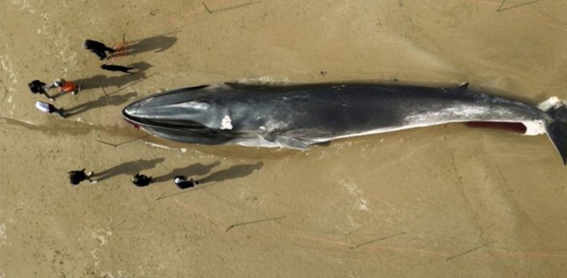 Βρετανία: Τουριστική ατραξιόν το κουφάρι μιας φάλαινας 30 κιλών σε παραλία της Βρετανίας