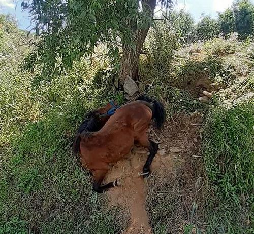 Κακοποίηση αλόγου στη Τζιά – Συνελήφθη ο ιδιοκτήτης