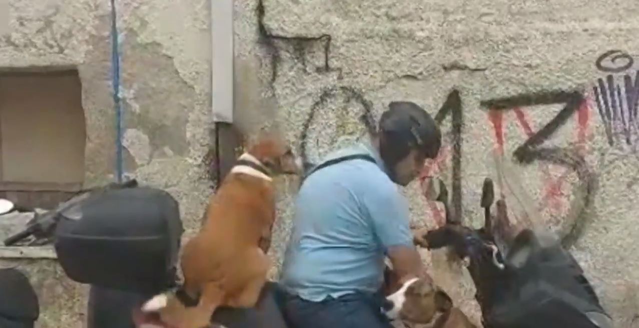 Χανιά: Άνδρας κάνει τρικάβαλο με δύο σκυλιά στο μηχανάκι – «Δεν είναι επικίνδυνο, το κάνω 13 χρόνια»