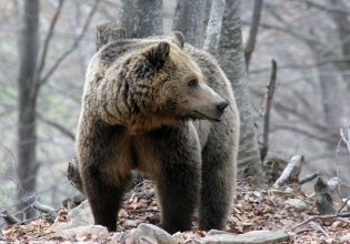 Μακεδονία: Κάμερες με τεχνητή νοημοσύνη για τις αρκούδες και τα αγριογούρουνα στους δρόμους
