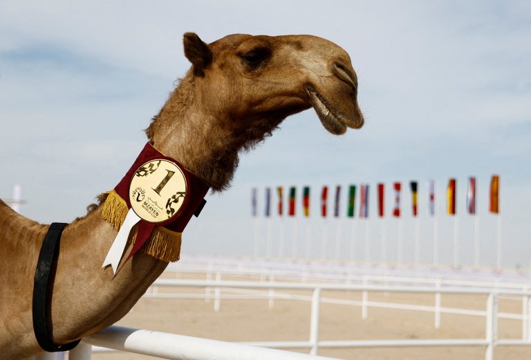 Ντουμπάι: Βιομηχανία κλωνοποίησης καμήλων για αγώνες και καλλιστεία