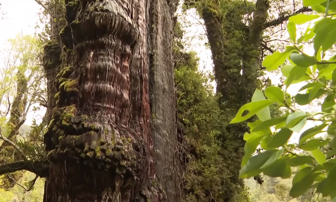 Το κυπαρίσσι «Προπάππους» το γηραιότερο δέντρο στον πλανήτη