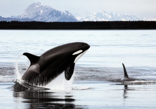 Όρκες επιτέθηκαν σε ακόμα ένα σκάφος έξω απο την Ισπανία