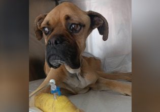 Κακοποίηση ζώου: Κρίσιμη η κατάσταση του boxer που βρέθηκε αποστεωμένο