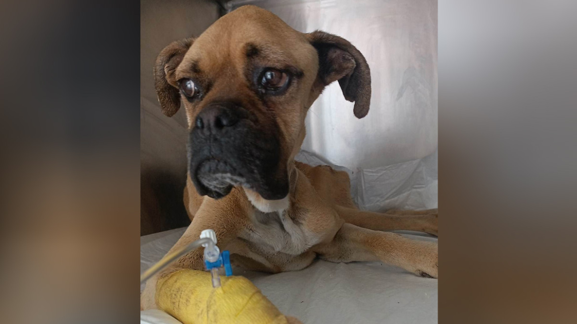 Κακοποίηση ζώου: Κρίσιμη η κατάσταση του boxer που βρέθηκε αποστεωμένο