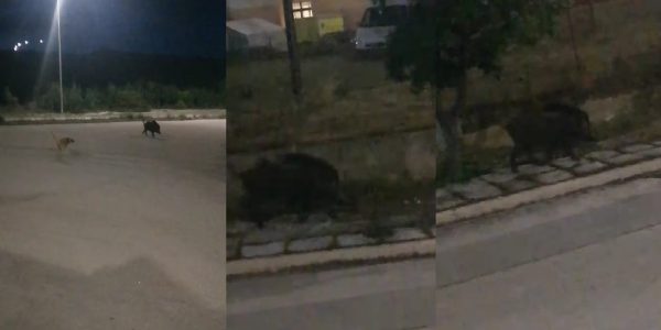 Αλεξανδρούπολη: Αγριογούρονο έφτασε στην πύλη του νοσοκομείου (δείτε βίντεο)