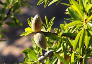 Αμυγδαλιά: Γεωργικές προειδοποιήσεις για τις προσβολές της εποχής