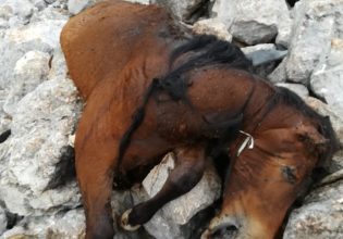 Πάρνηθα: Από την ΕΛ.ΑΣ. οι έρευνες για τα νεκρά άλογα