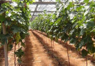 Ηράκλειο: Καταγραφή αμπελοτεμαχίων μικρής έκτασης στο αμπελουργικό μητρώο