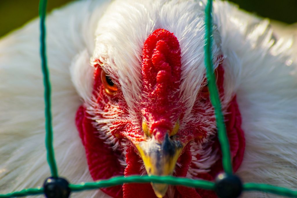 Γρίπη των πτηνών: «Μπορεί να προκαλέσει την επόμενη πανδημία», προειδοποιεί ο Γκίκας Μαγιορκίνης