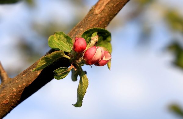 Μηλιά: Σημαντική αύξηση της καρπόκαψας – Πώς θα την αντιμετωπίσετε
