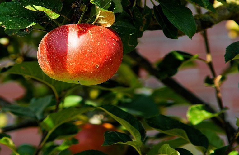 Αρκαδία: Ζητείται στήριξη για τους μηλοπαραγωγούς