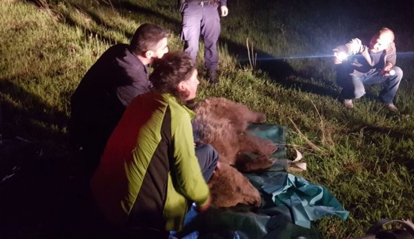 Αρκούδα: Πιάστηκε σε παγίδα για αγριογούρουνα στη Λάρισα