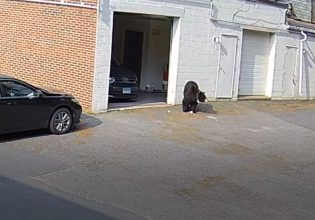 Πεινασμένη αρκούδα «έκανε έφοδο» σε φούρνο και έφαγε δεκάδες cupcakes