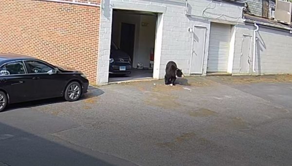 Πεινασμένη αρκούδα «έκανε έφοδο» σε φούρνο και έφαγε δεκάδες cupcakes